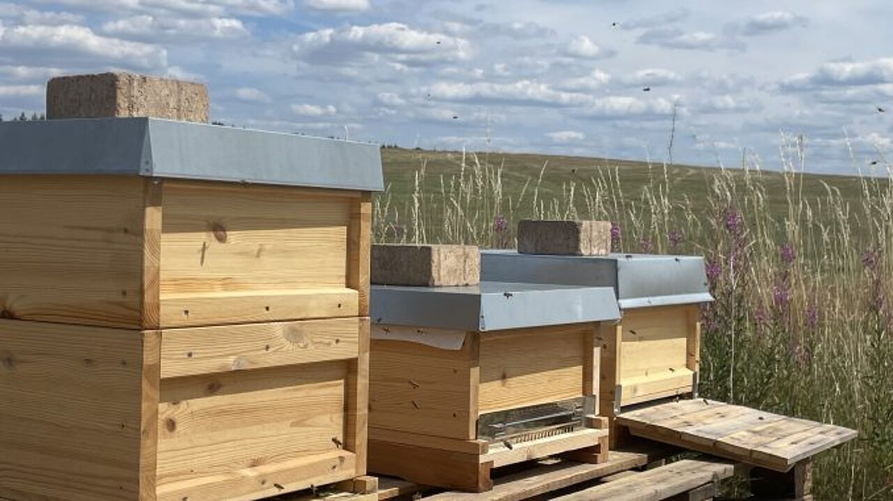 Das Bild zeigt 3 Bienenstöcke am Rande des Rollfeldes des Flughafen Hof-Plauen