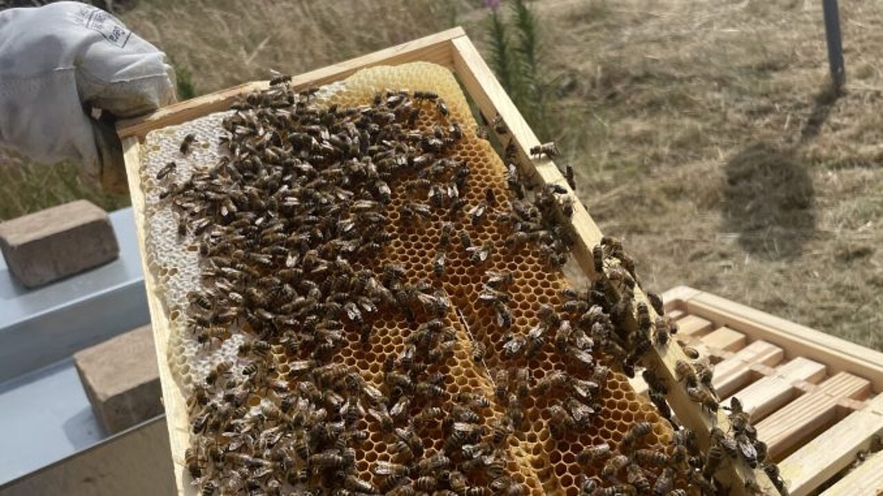 Das Bild zeigt einen Ausschnitt einer Bienenwabe mit vielen Bienen